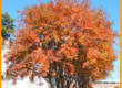 Calvary Fall 2020 News